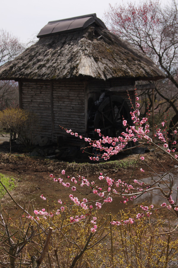 09.04.05：飯田市・専照寺と上伊那郡・伊那梅園２_c0007190_1954167.jpg