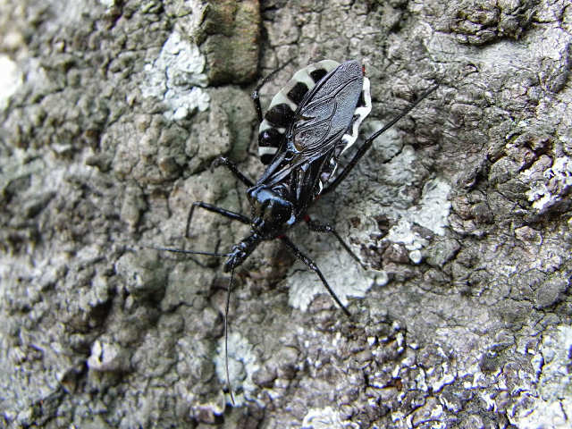 ヨコヅナサシガメ（西公園 2009/04/15撮影）_f0204094_90389.jpg