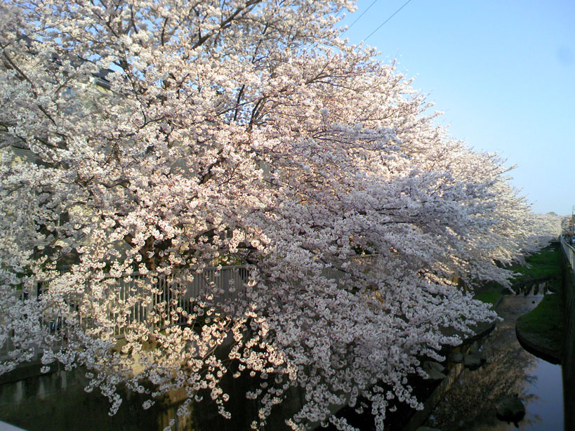 b0060102_4595443.jpg