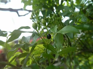 e0098908_22554927.jpg