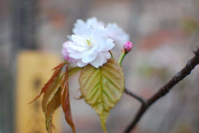 造幣局　桜の通り抜け_f0203612_2359743.jpg