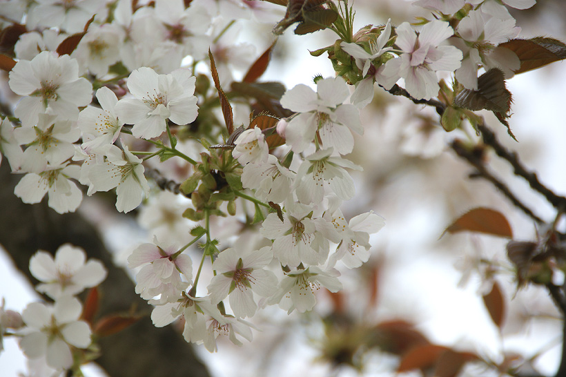 お花見・・一足遅れの・・・_d0151813_18441690.jpg
