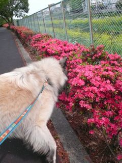 桜が終わった散歩道_c0175014_18484455.jpg