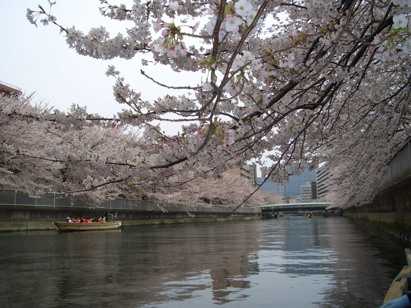 門前仲町・大横川を和船に乗って桜見物・４月５日_e0071314_1843552.jpg