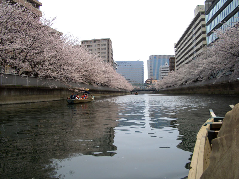 門前仲町・大横川を和船に乗って桜見物・４月５日_e0071314_18435967.jpg