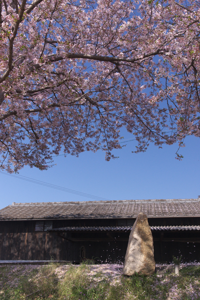 近所の桜_f0060722_22262817.jpg