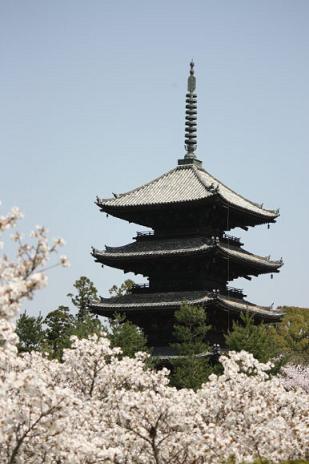 今年の京都の桜♪_f0054428_0309100.jpg