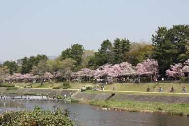 今年の京都の桜♪_f0054428_031772.jpg