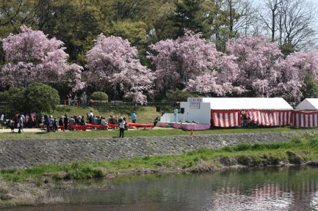 今年の京都の桜♪_f0054428_035350.jpg