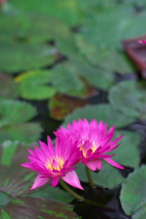 神戸花鳥園_a0095531_22554946.jpg