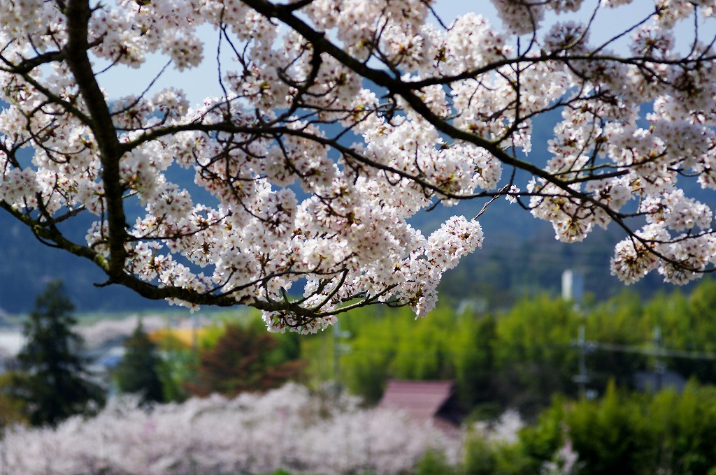 篠山城の桜　①_c0106831_9571858.jpg