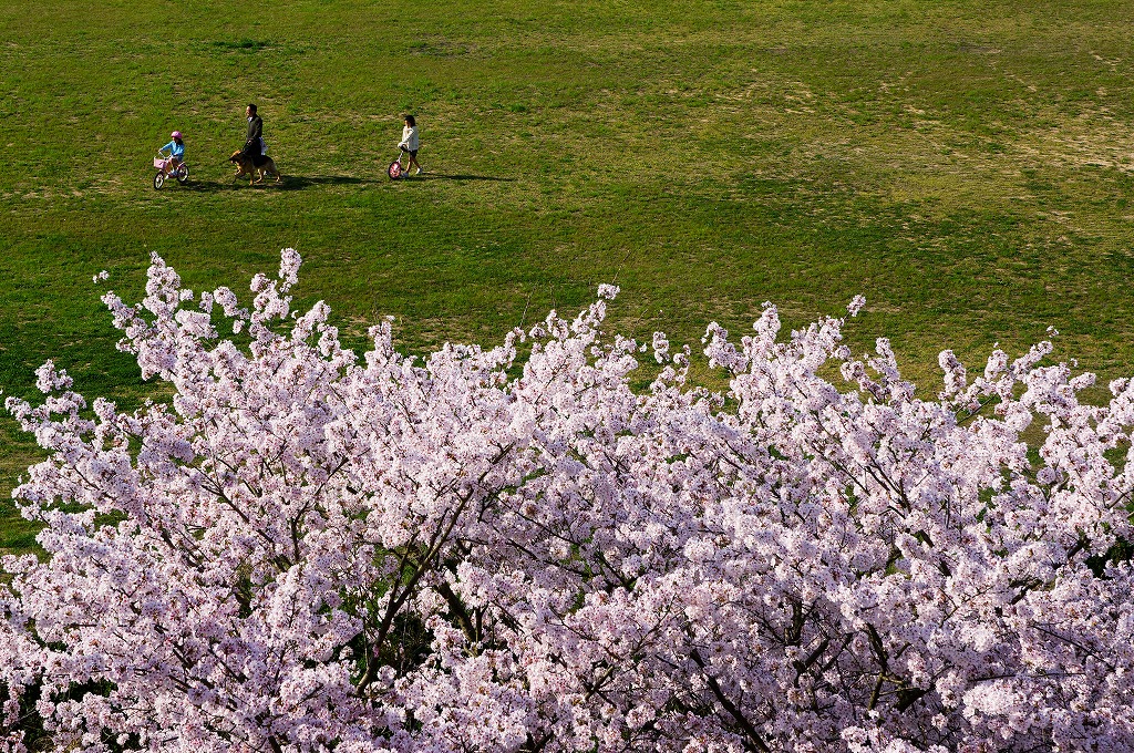 篠山城の桜　①_c0106831_9574744.jpg