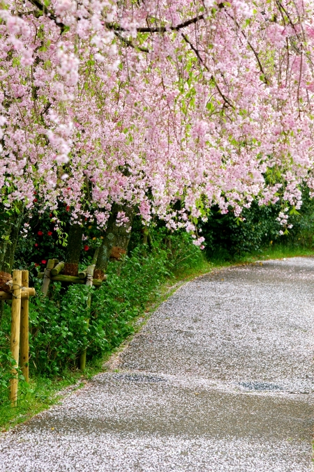 しだれ桜を独り占め 東谷山フルーツパークにて リズムのある暮らし