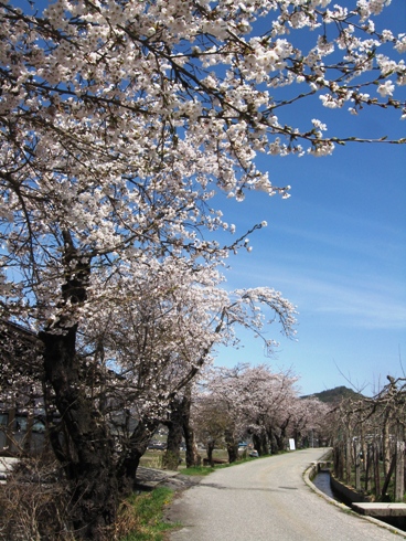 桜だより_b0140235_23121311.jpg