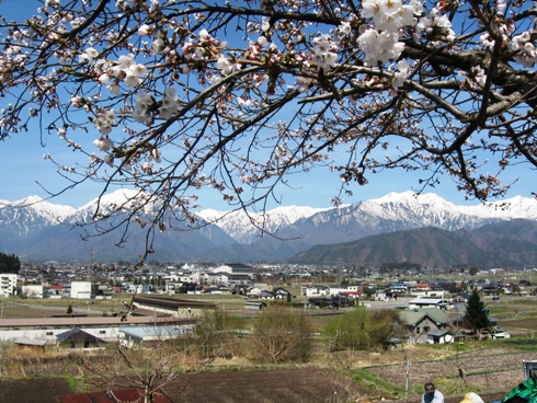 桜だより_b0140235_23145251.jpg