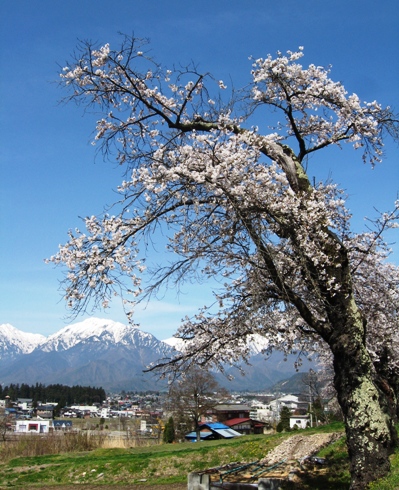 桜だより_b0140235_23151744.jpg