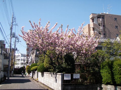 ちひろ美術館・東京　～花の画集展～_c0012640_11301089.jpg