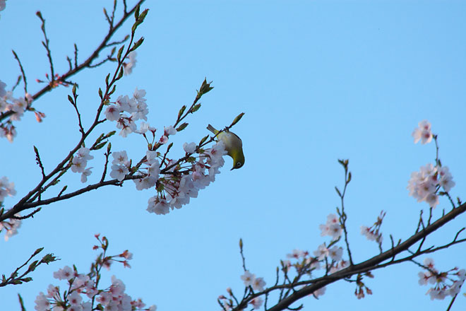 但馬桜行脚’０９　＃９_c0067040_2051480.jpg