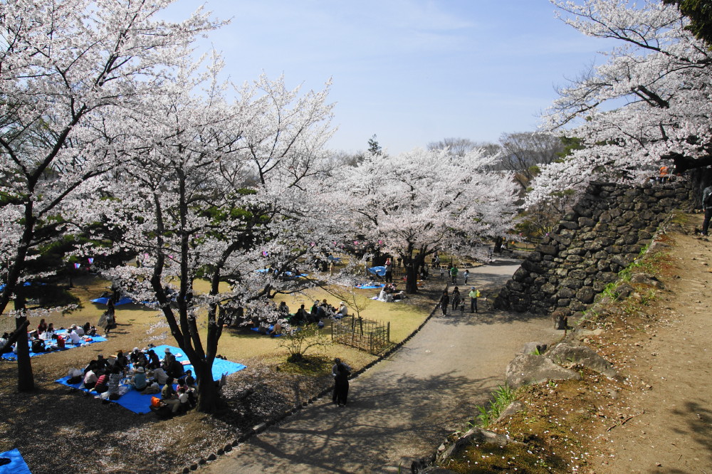 長野県小諸城址「懐古園」の桜_e0132243_22411474.jpg