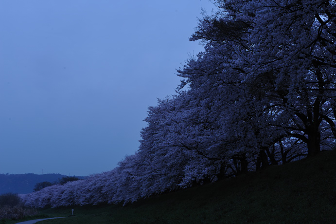 2009 sakura_c0118545_10681.jpg