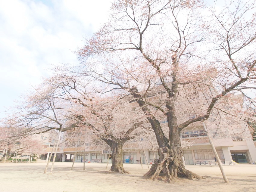 真鍋小学校の100年桜 茨城県 土浦市 Tom S Photo 真鍋小学校の100年桜 茨城県 土浦市 Tom S Photo