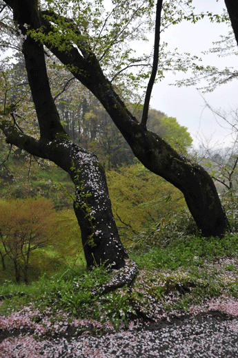 c0093046_7454362.gif