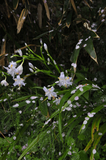 c0093046_7462462.gif