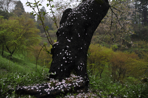c0093046_746628.gif