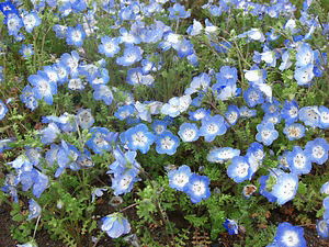 f0031546_17435825.gif