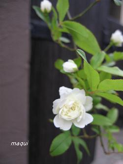 c0098050_039388.jpg