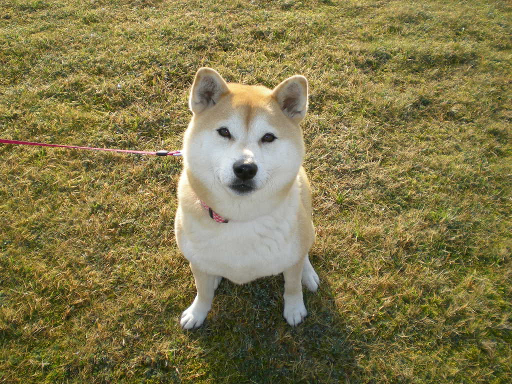2009年4月17日(金)朝からおやつ?_f0060461_851373.jpg
