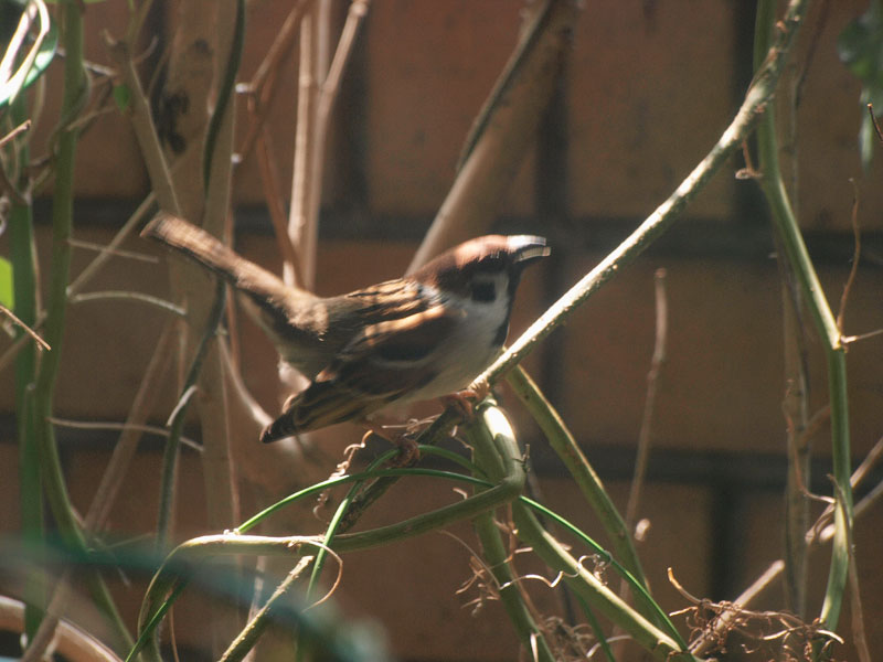 週末の癒しは　鳥と緑の風_a0031363_17591298.jpg