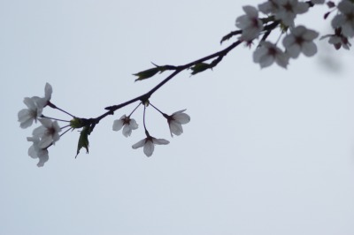 桜　染井吉野　＊朝の桜＊_d0141365_2011333.jpg