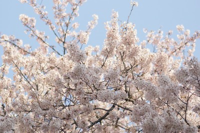 桜　染井吉野　＊朝の桜＊_d0141365_208660.jpg