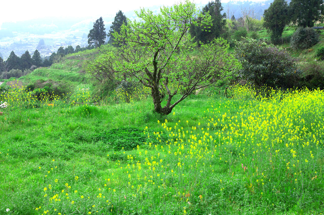 春の風景 K S Digital Photo 春の風景 K S Digital Photo