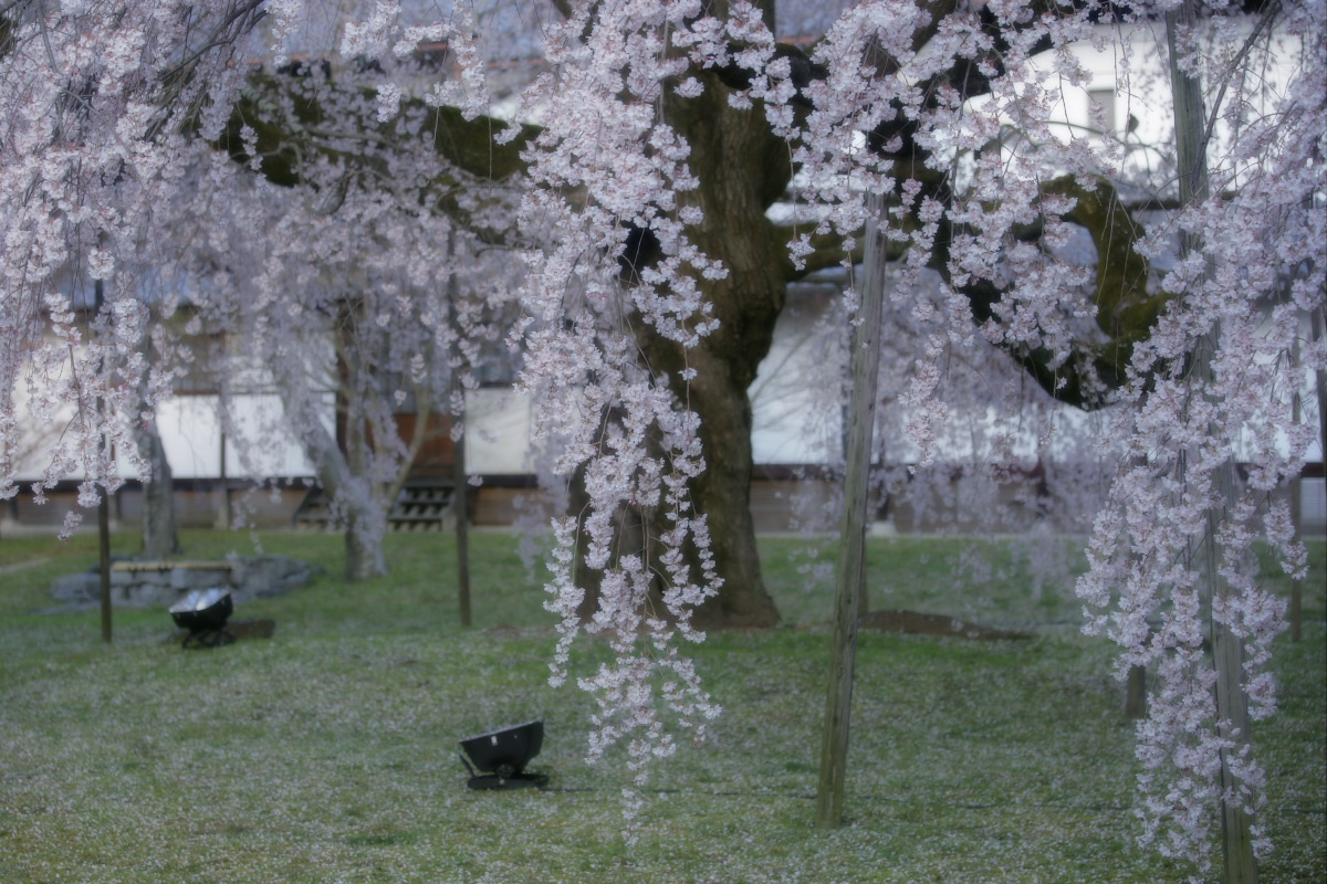 醍醐寺　桜  1_f0021869_23354115.jpg