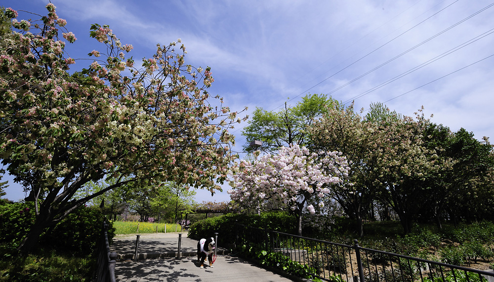 八重桜_f0145674_23191576.jpg