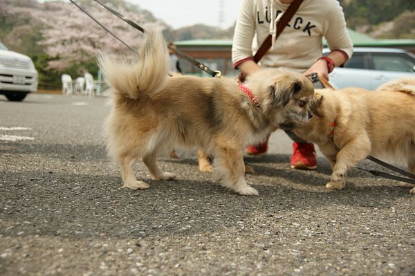 チベタンスパニエルオフ 017_c0109780_21404431.jpg