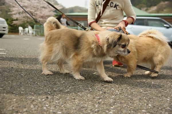 チベタンスパニエルオフ 017_c0109780_21405166.jpg
