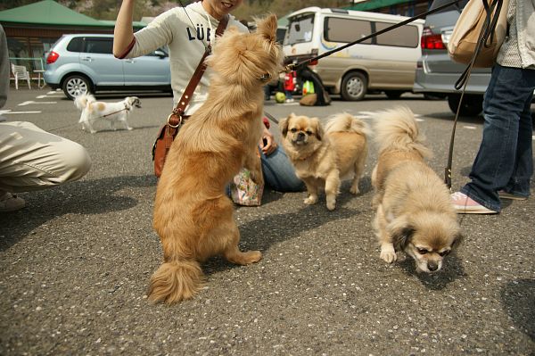 チベタンスパニエルオフ 017_c0109780_2141895.jpg