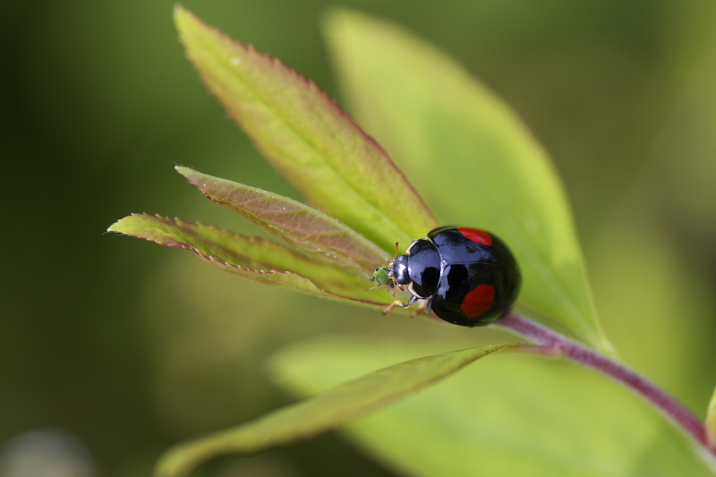 EOS 5D MarkⅡでマクロ_f0183785_2351372.jpg