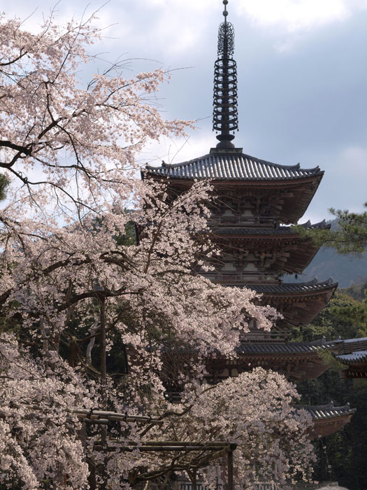 No.107　京都市　醍醐寺　桜_b0120889_0443431.jpg