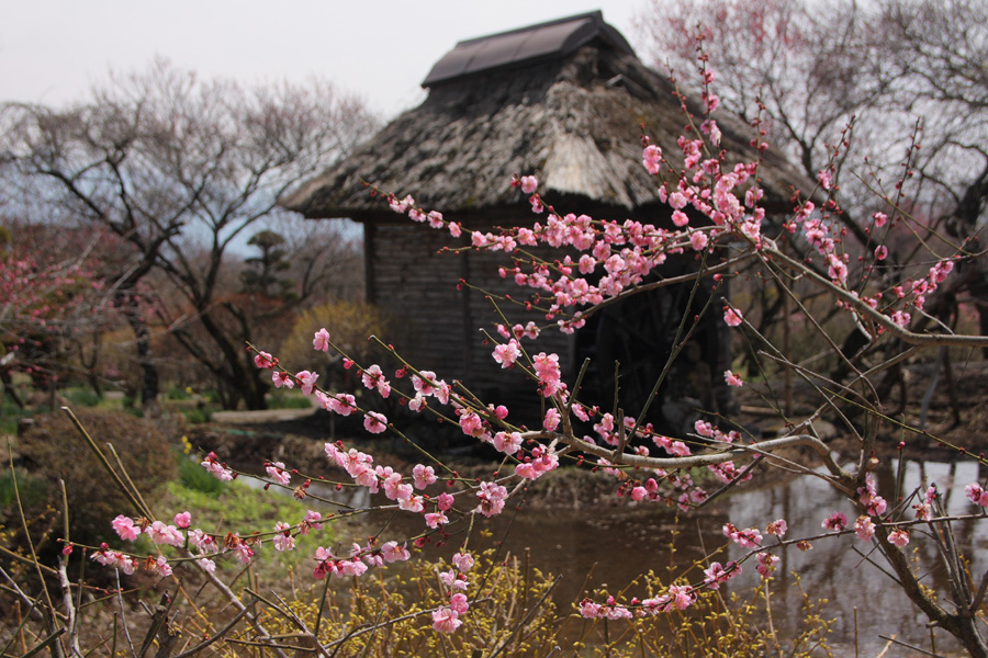 09.04.05：飯田市・専照寺と上伊那郡・伊那梅園３－完_c0007190_21215780.jpg