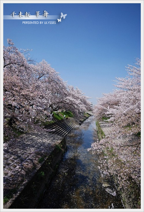 SAKURA　2009　『　千本桜 ・ 華舞　』　_a0108795_16302982.jpg