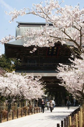 鎌倉の桜_b0145398_192435.jpg