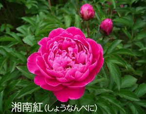 芍薬の摘花_f0162400_21272835.jpg