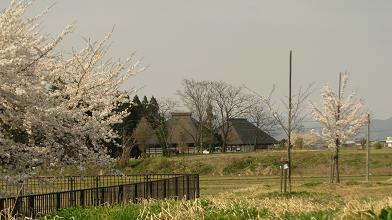 愛車アンカーで桜回廊へ向かう_c0075701_2111180.jpg