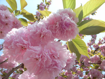 桜の通り抜け＠造幣局_f0165303_13225661.jpg
