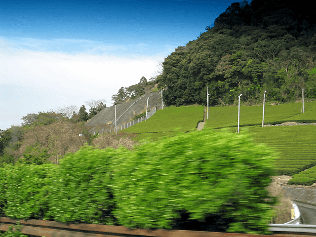 a0006605_135167.gif