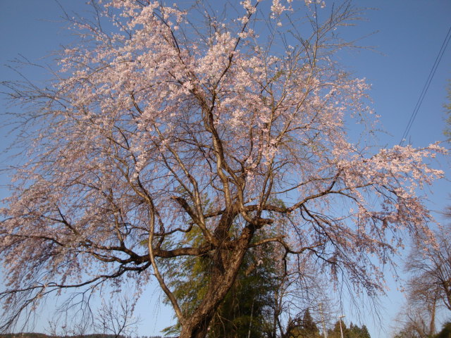 しだれ桜満開_e0175905_8324314.jpg